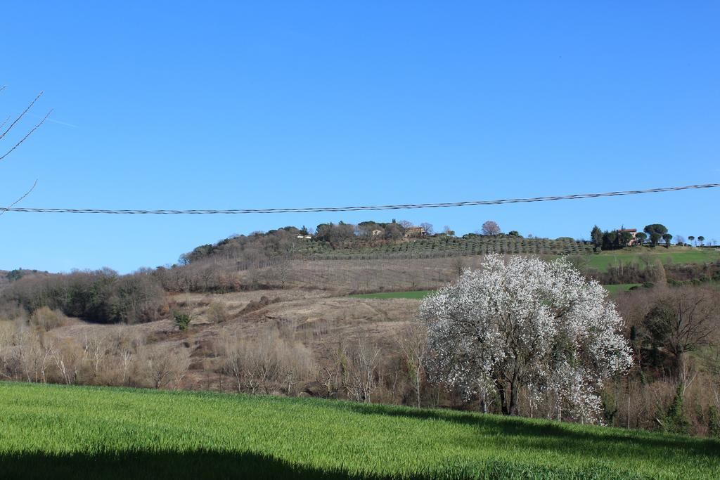 Villa Fattoria Di Rigone Coltavolino Exterior foto